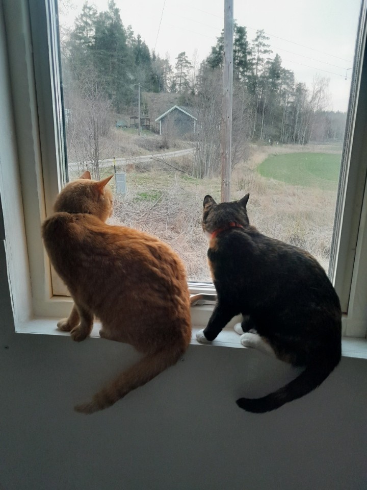 Rutt och Sniff (mus jägarna)