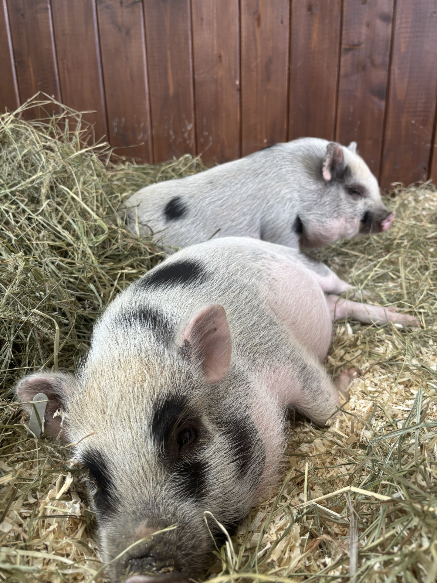 Agnes och Grynet